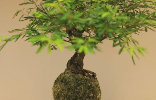  ‘Kokedama e Kusamono’, dicas e truques – com Elza Iida