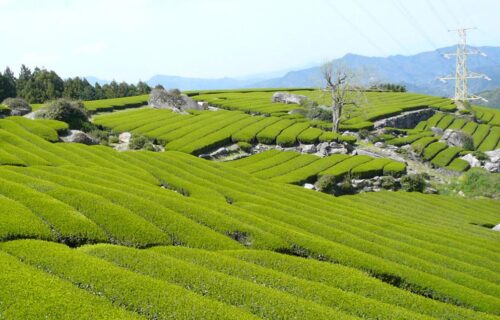  Tipos de Chás Japoneses, as Diferenças e o seu Preparo