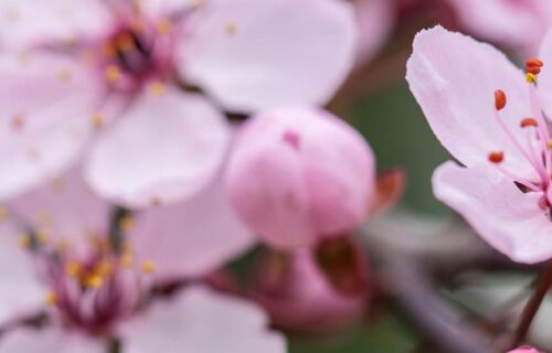  Conversas com o Educativo | Haru: A Primavera no Japão