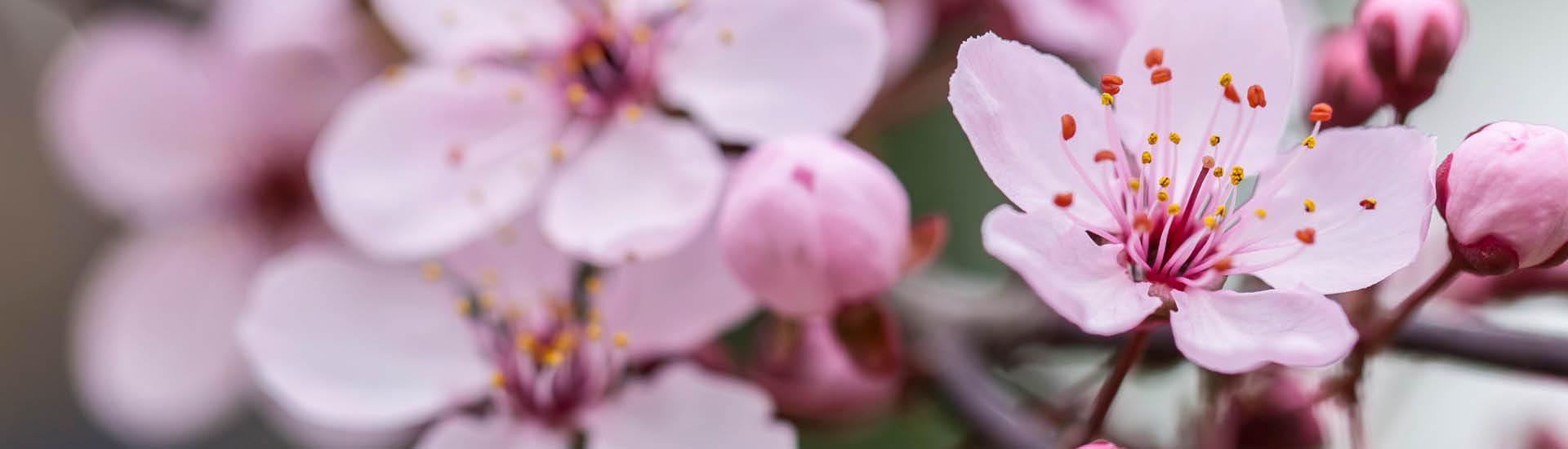 Conversas com o Educativo | Haru: A Primavera no Japão