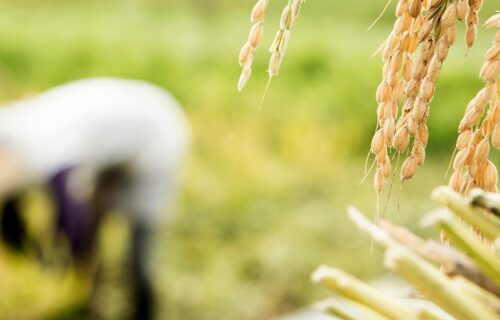  Conversas com o Educativo | O Arroz no Japão: O Cultivo de uma Cultura