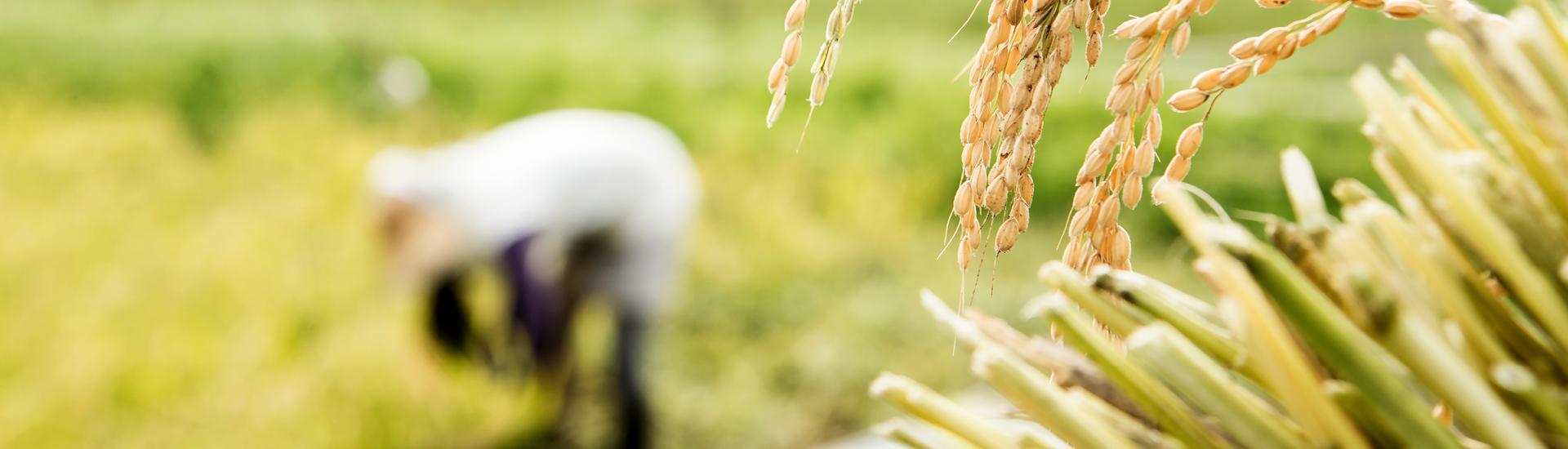 Conversas com o Educativo | O Arroz no Japão: O Cultivo de uma Cultura
