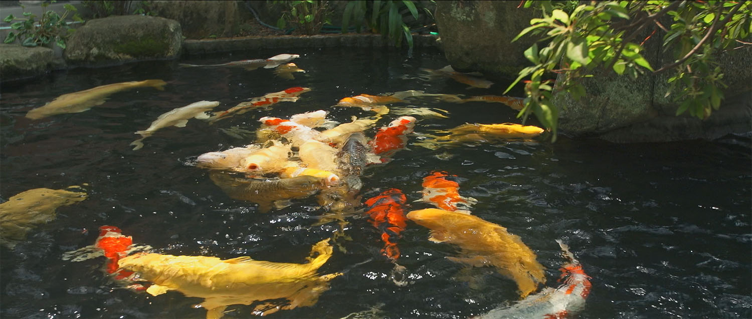 Nishiki Koi (Carpas)