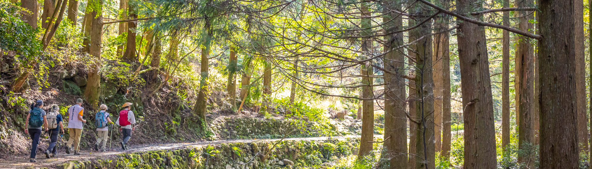 Cinco pessoas caminhando em uma trilha na natureza, com diversas árvores ao redor.