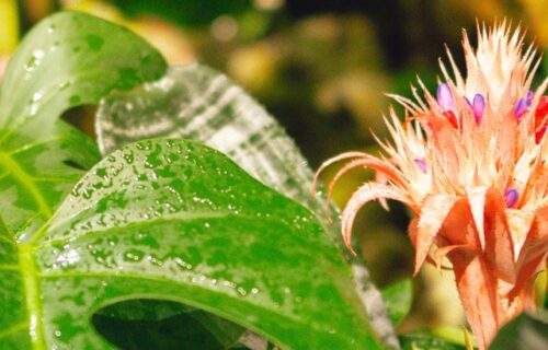  Palestra // Banho de floresta – perspectivas no Japão e Brasil