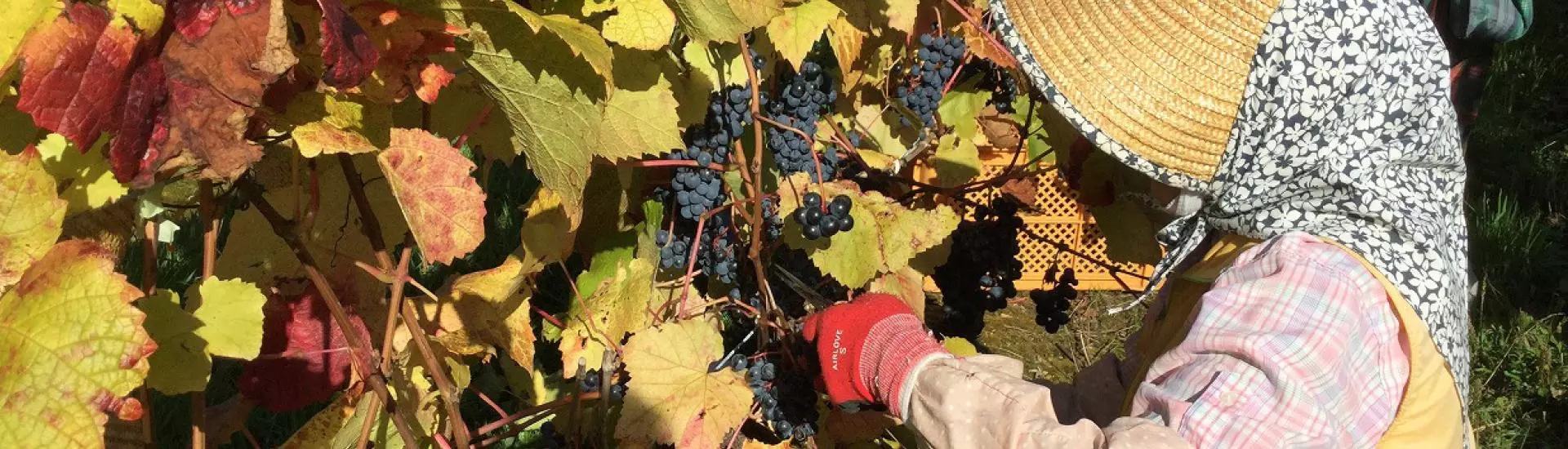 O vinho japonês e as principais províncias vinícolas nipônicas