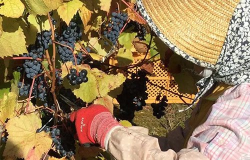  O vinho japonês e as principais províncias vinícolas nipônicas