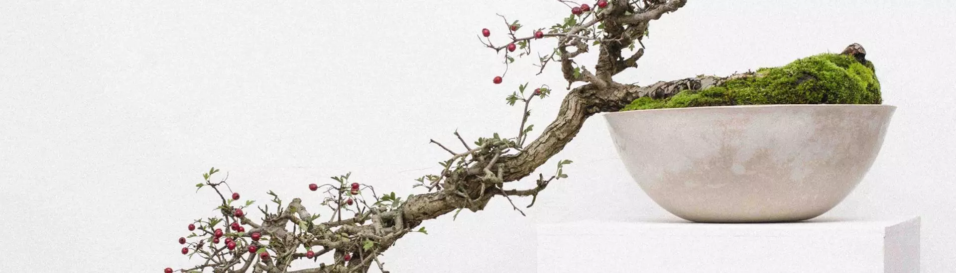 Bonsai: um guia para cultivar a sua própria árvore em miniatura