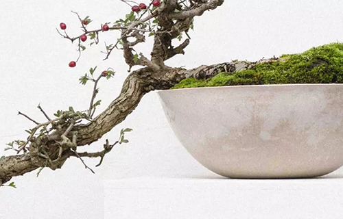  Bonsai: um guia para cultivar a sua própria árvore em miniatura