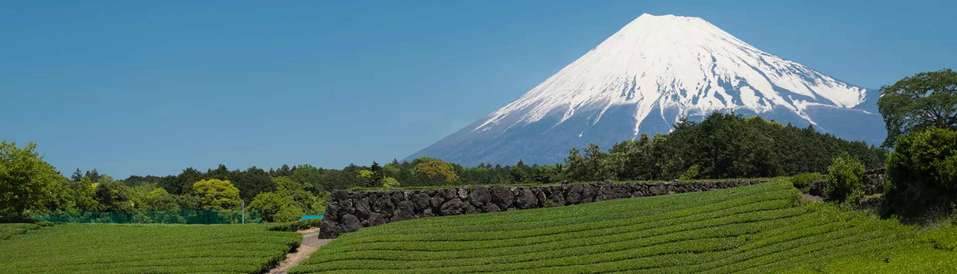 Palestra // Conhecendo mais sobre a exposição ‘NIHONCHA – introdução ao chá japonês’ e as províncias japonesas