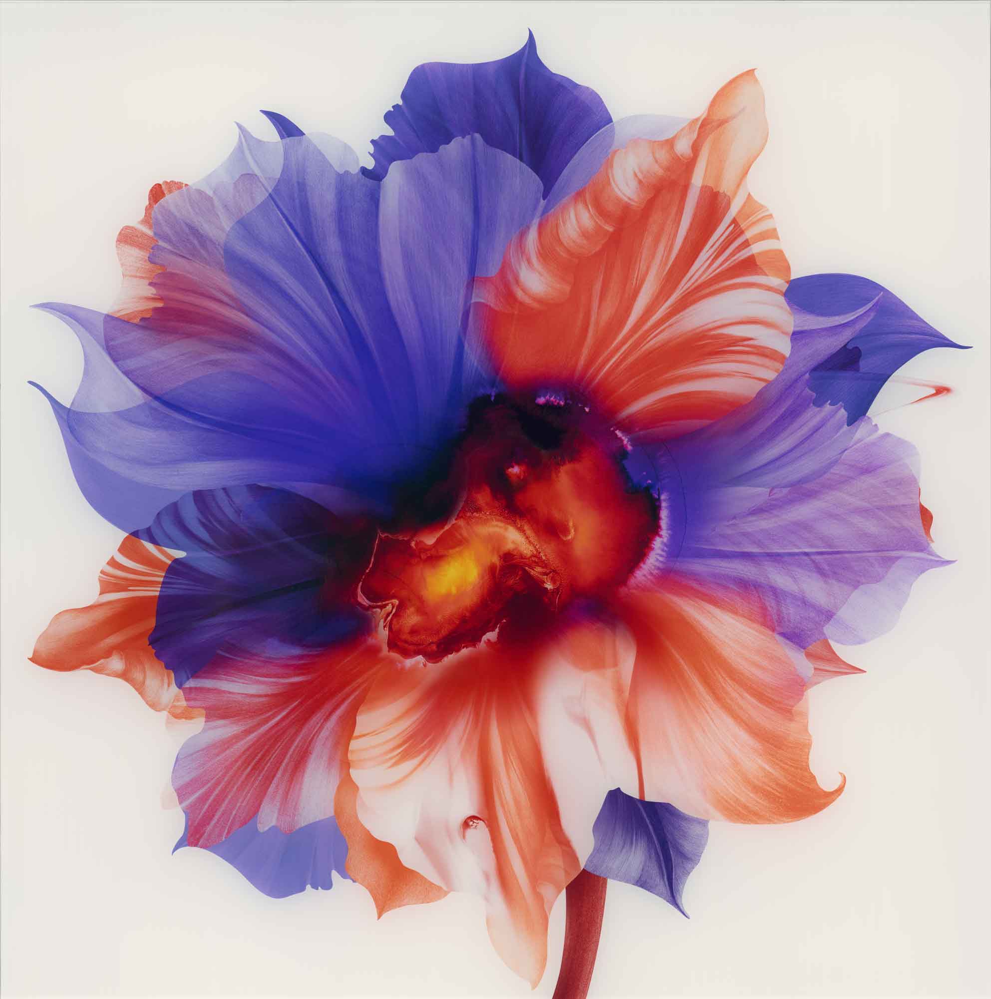 Flor meditativa, de Kahori Maki