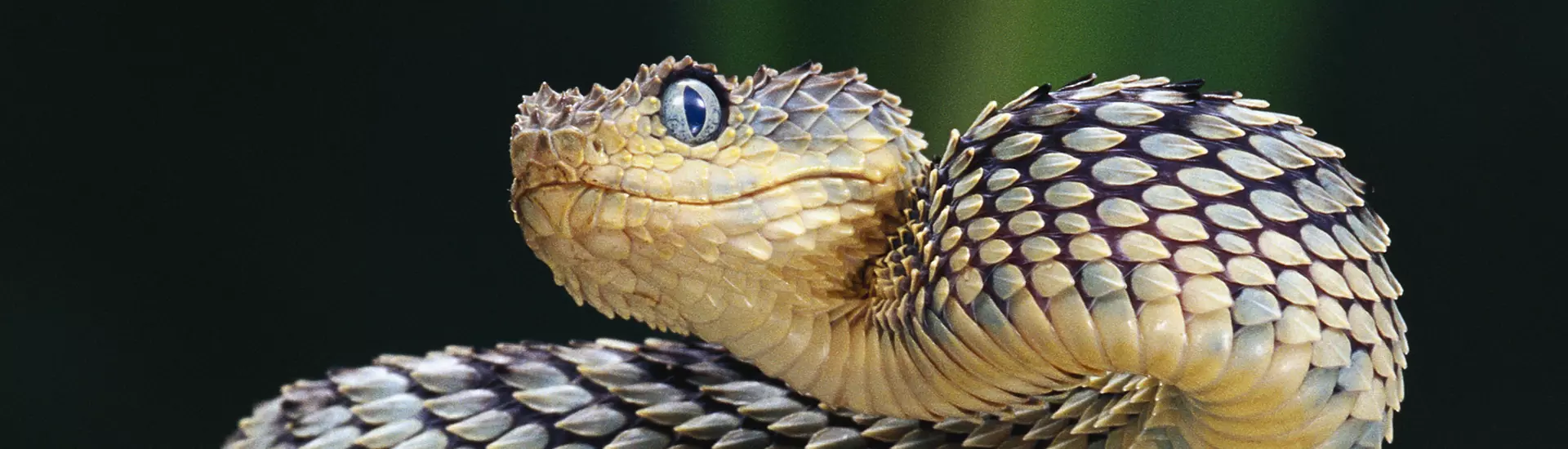 2025: o ano da serpente no horóscopo japonês