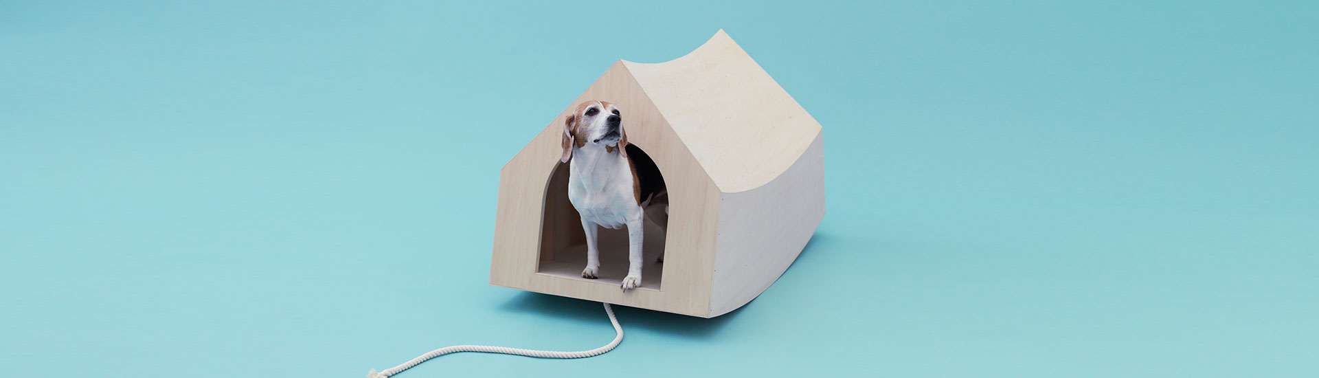 Arquitetura para cães