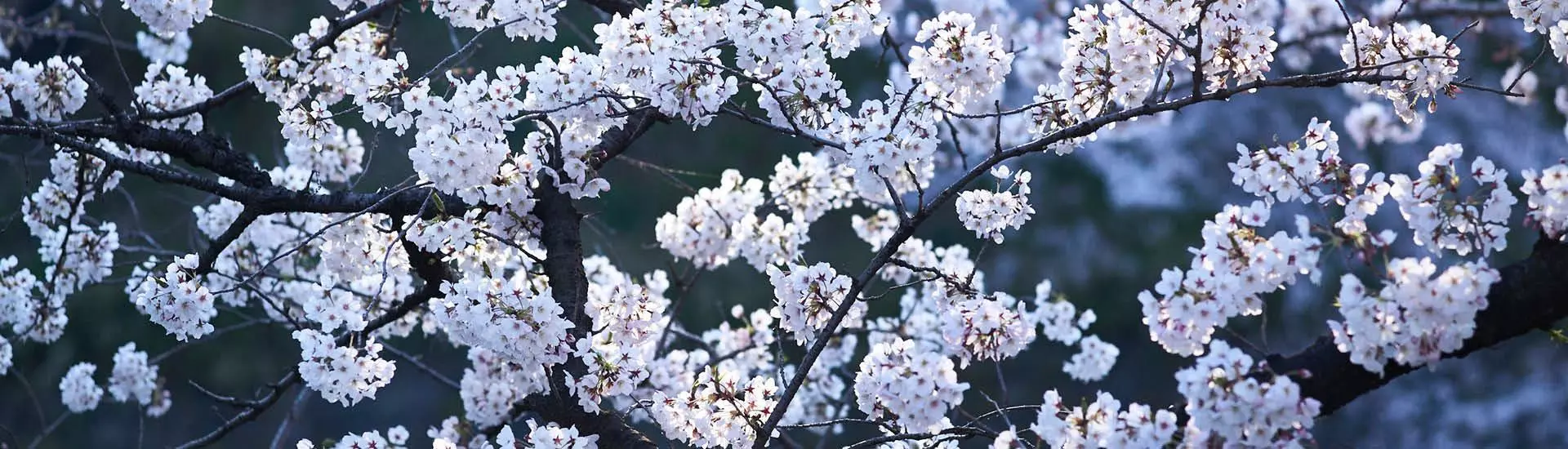 Stories | Sakura La Famosa Floración de los Cerezos en Japón