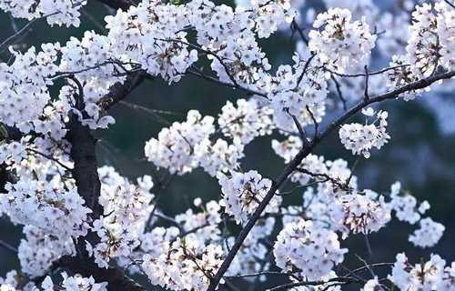 Stories | Sakura La Famosa Floración de los Cerezos en Japón