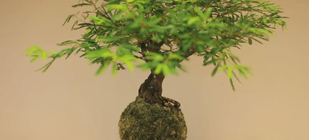 ‘Kokedama e Kusamono’, dicas e truques – com Elza Iida