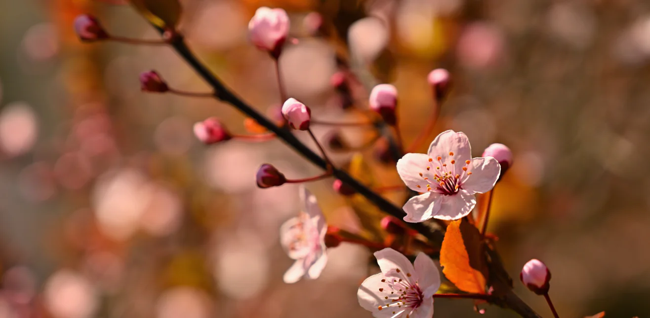 Conceitos Japoneses: Fuzei – Mono no Aware