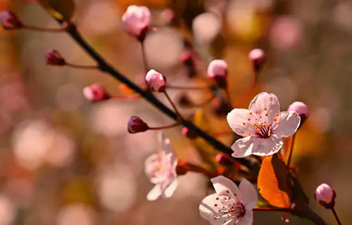  Conceptos Japoneses: Fuzei – Mono no Aware