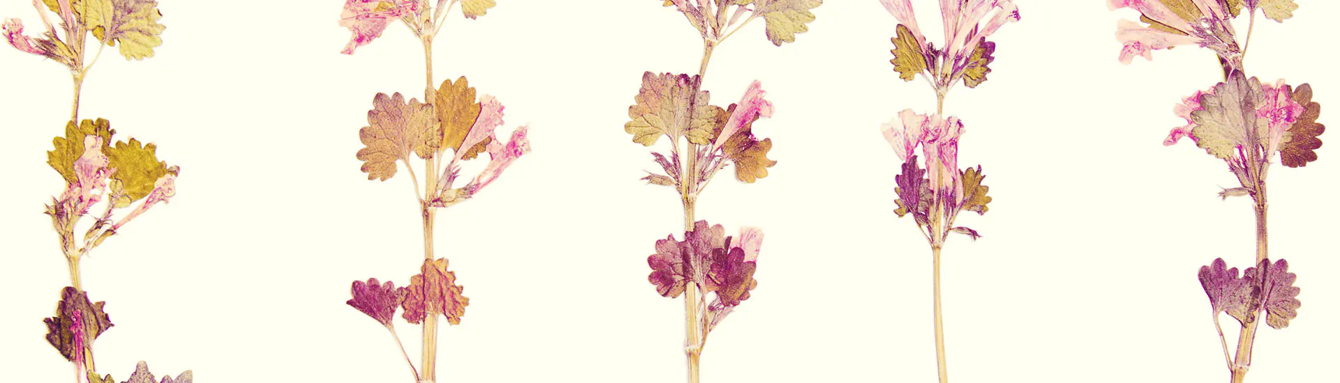 Oshibana: Arte com Flores e Folhas Desidratadas