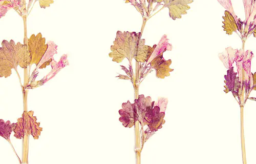  Oshibana: Arte com Flores e Folhas Desidratadas
