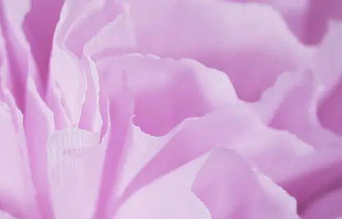  Flores de Papel Inspiradas nas Obras do Estilista Tomo Koizumi