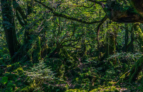  Yakushima: A Floresta Japonesa com Cedros Milenares Tombada pela UNESCO