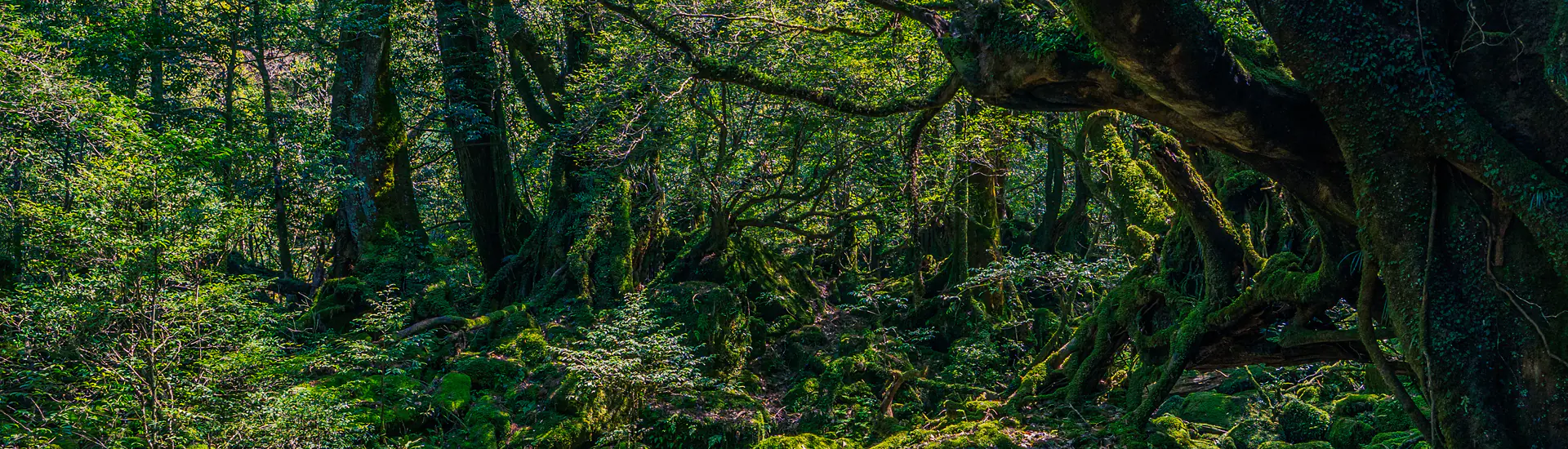 Yakushima: A Floresta Japonesa com Cedros Milenares Tombada pela UNESCO
