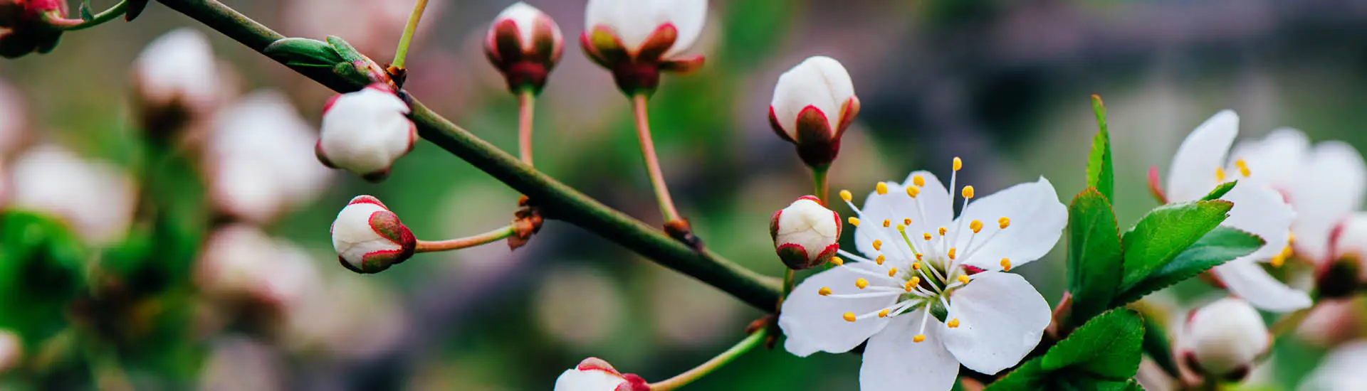 Baika: a Floração das Ameixeiras que Anuncia a Primavera