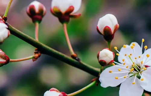  Entienda la baika, floración de ciruelos que anuncia la primavera