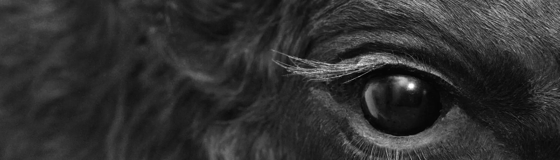 2021: the Year of the Ox in the Japanese Horoscope