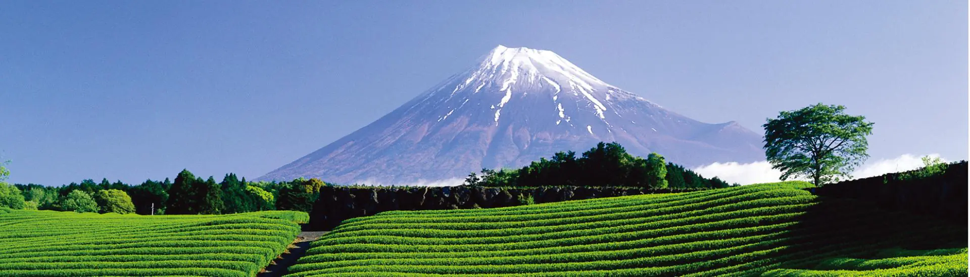 Intercâmbio cultural | Província de Shizuoka