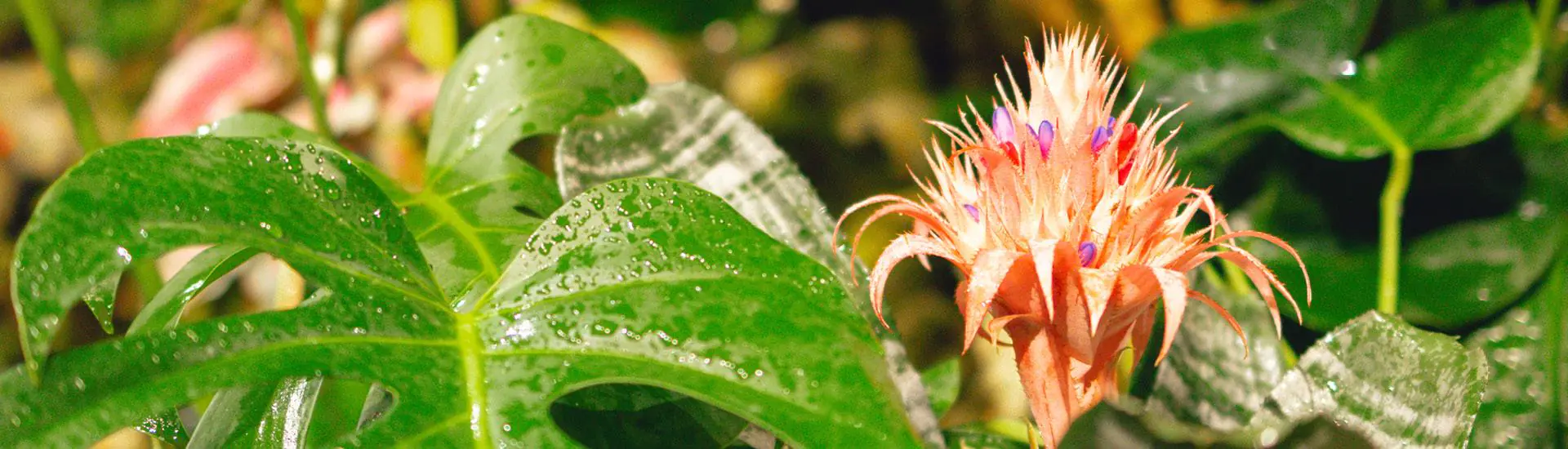 Palestra // Banho de floresta – perspectivas no Japão e Brasil