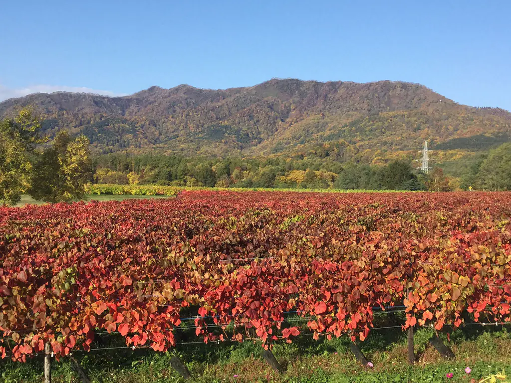 Vinhedo © Hokkaido Wine Co., LTD*