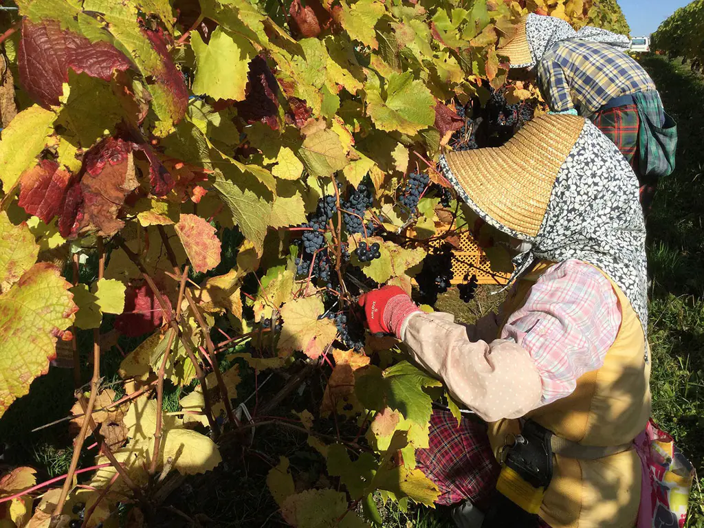 Vinhedo © Hokkaido Wine Co., LTD*