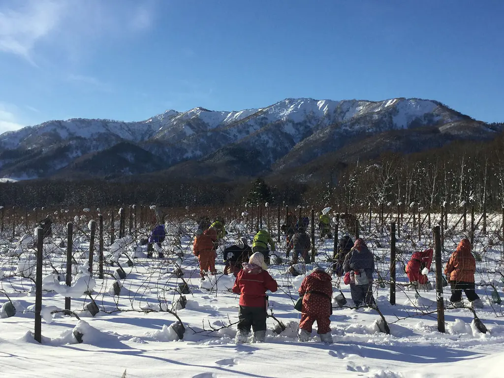 Vinhedo © Hokkaido Wine Co., LTD*