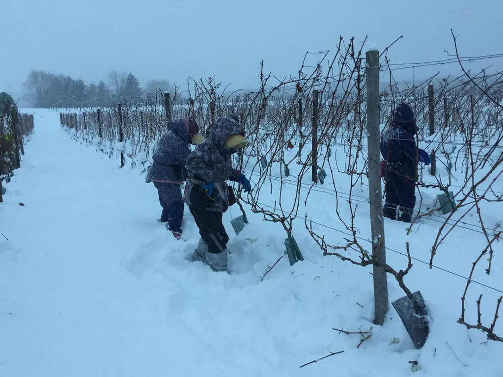 Vinhedo © Hokkaido Wine Co., LTD*
