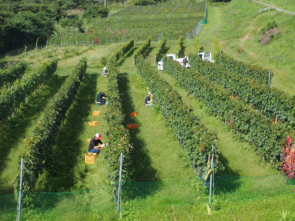 Vinhos © Vinícola Villadest*