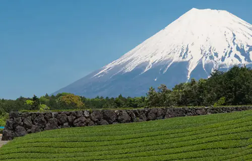  Palestra // Conhecendo mais sobre a exposição ‘NIHONCHA – introdução ao chá japonês’ e as províncias japonesas