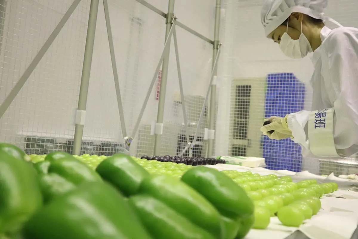 Drying of fresh fruit and vegetables to be carried to the International Space Station by the H-II Transfer Vehicle 8 KOUNOTORI 8