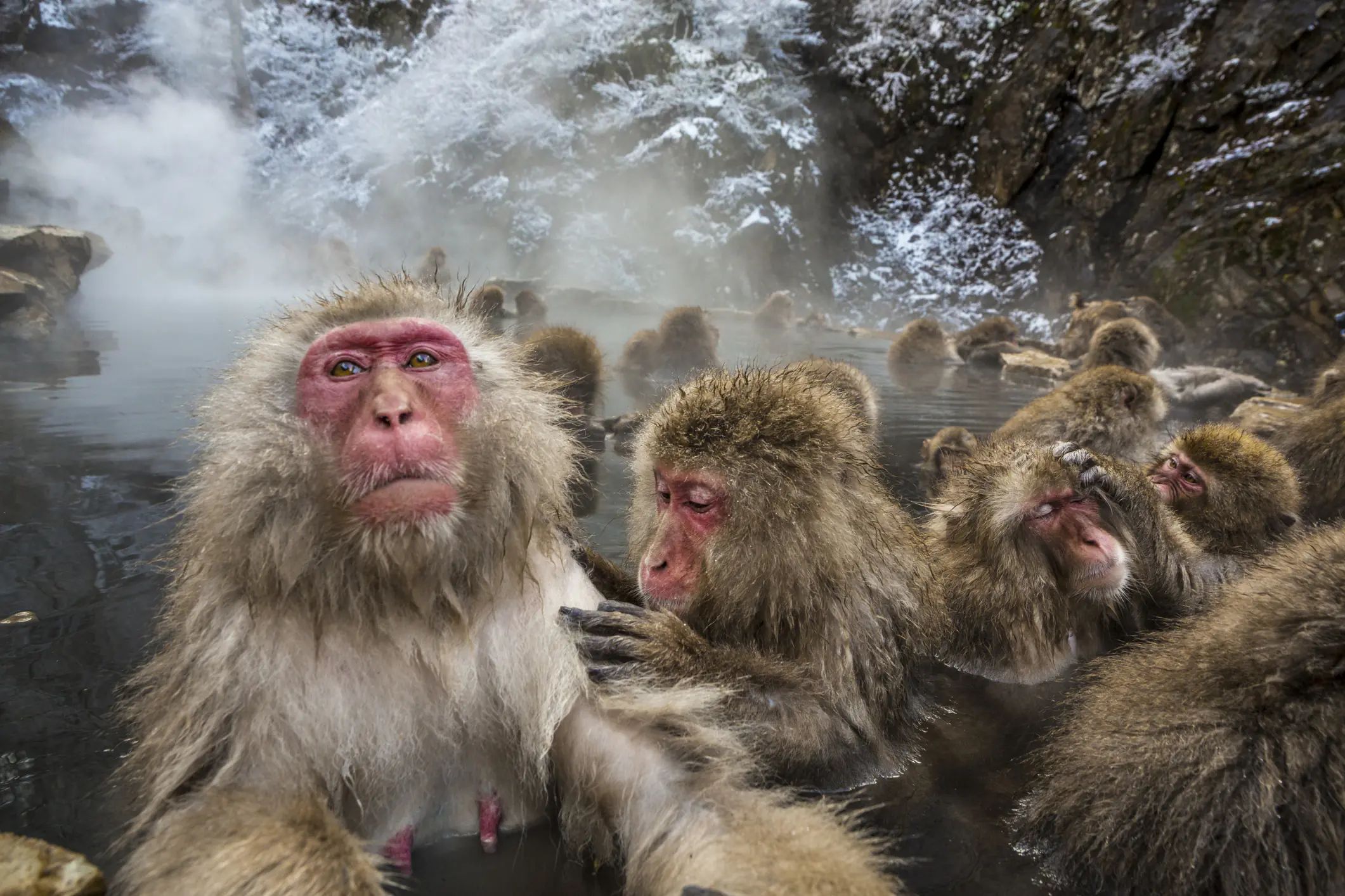 Japanese macaque (Macaca fuscata). Snow monkey. Wild monkeys bathing in a natural hot spring. Jigokudani Monkey Park. Yamanouchi. Nagano. Japan