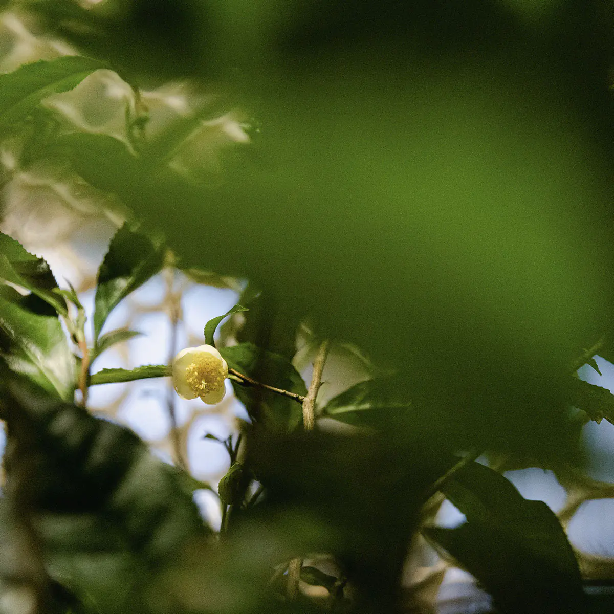 nihoncha__0010_JHSP-NIHONCHA-por-Marina-Melchers-6